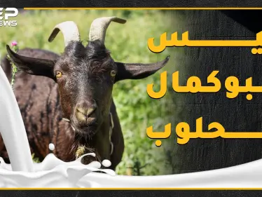 "تيس البوكمال الحلوب" سمعته عجزت عنها مشافي سوريا وامتلك هوية وبيان عائلي، ماذا تعرف عن حليب التيس المعجزة!؟ - وكالة ستيب نيوز