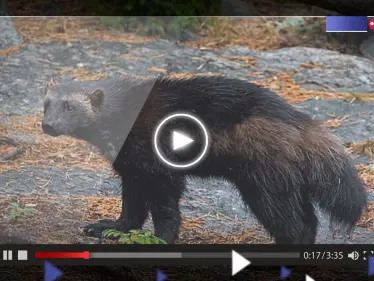 بالفيديو|| حيوان مفترس يظهر بعد 100 عام على "انقراضه" - وكالة ستيب نيوز