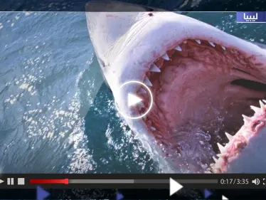 بعد حادثة القرش في مصر.. اصطياد سمكة قرش ضخمة على السواحل الليبية (فيديو) - وكالة ستيب نيوز