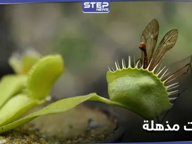 بقدرات يمتلكها البشر... نباتات المفترس "صائد الذباب" تدهش العلماء بقدراتها الفريدة - وكالة ستيب نيوز