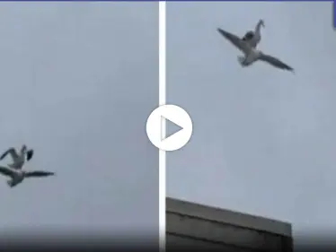 بالفيديو|| بمشهدٍ نادر.. طائر نورس يأخذ قسطاً من الراحة على ظهر صديقه خلال التحليق - وكالة ستيب نيوز