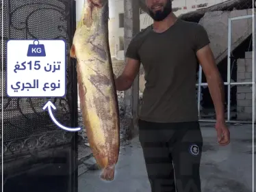 اصطياد سمكة في بحيرة الفرات تزن 15 كغ ! - وكالة ستيب نيوز