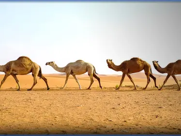 بالفيديو|| "أول كافيه إسلامي لبيع بول الإبل".. تثير جدلاً واسعاً على مواقع التواصل - وكالة ستيب نيوز