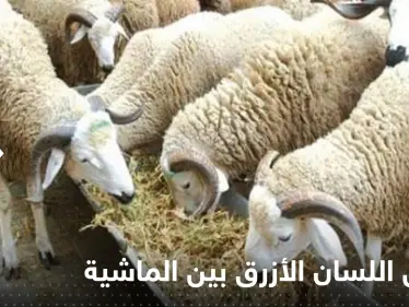 مرض اللسان الأزرق بين الماشية يظهر في بلد عربي.. والسلطات تتخذ إجراءات صارمة - وكالة ستيب نيوز