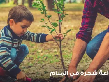 رؤية شجرة في المنام وزراعتها والاعتناء بها ودلالته على الواقع - وكالة ستيب نيوز