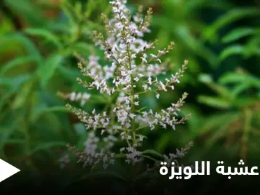 منها التنحيف وتقوية المناعة.. تعرف فوائد عشبة اللويزة الكثيرة للصحة والجمال - وكالة ستيب نيوز