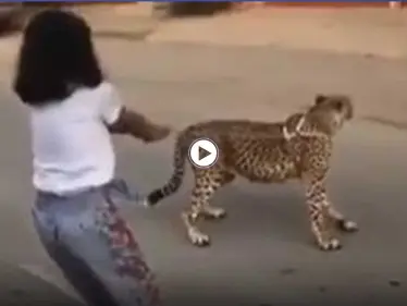 بالفيديو|| فتاة صغيرة تتجول مع حيوان مفترس في السعودية.. واستنكار من المشهد - وكالة ستيب نيوز