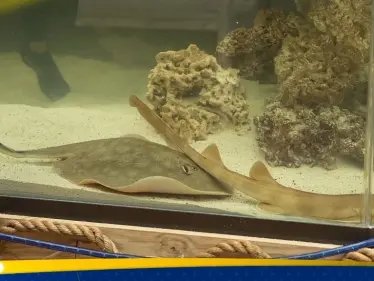 من دون تزاوج.. سمكة "حامل" تثير الفضول في الأوساط العلمية - وكالة ستيب نيوز