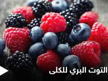 تعرف على فوائد التوت البري للجهاز البولي والكلى وطرق استخدامه لتحقيق أقصى فائدة ممكنة - وكالة ستيب نيوز