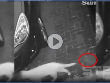 بالفيديو|| كاميرات المراقبة ترصد شبح قطة ماتت قبل أسابيع خلف شقيقتها - وكالة ستيب نيوز