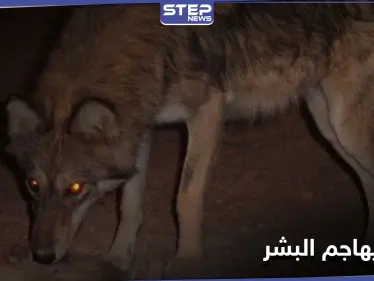 بالصور|| في حادثة نادرة.. ذئب يهجم على منزل بريف دير الزور ويخطف رضيعاً ويجرح آخرين - وكالة ستيب نيوز