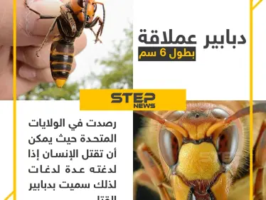 انتشار "الدبابير القاتلة" في الولايات المتحدة الأمريكية - وكالة ستيب نيوز