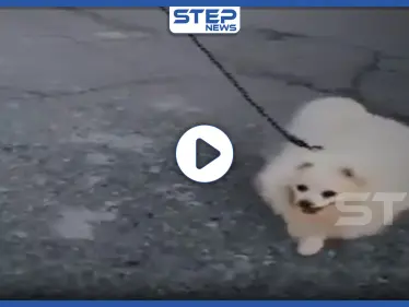 بالفيديو || وسط حظر التجول.. رجل يبتكر طريقة مميزة لتسيير كلبه خوفًا من كورونا - وكالة ستيب نيوز