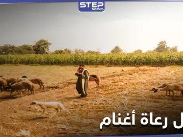 مقتل 7 رعاة أغنام في بادية البوكمال.. والميليشيات الإيرانية تراقب بصمت - وكالة ستيب نيوز