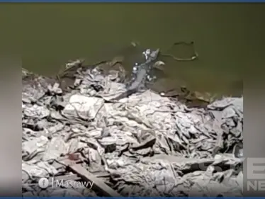 بالفيديو|| تماسيح على ضفاف النيل تثير ذعر الأهالي.. والسلطات تتحرك - وكالة ستيب نيوز