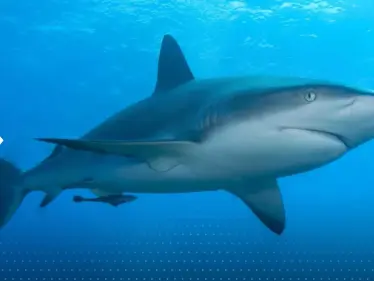 مواجهة أسماك القرش في البحر.. خبيرة تكشف طريقة بسيطة لإخافتها والنجاة منها - وكالة ستيب نيوز