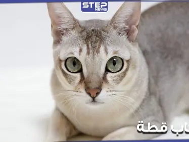 باسل واحمد المتحرشين بالقطة يتصدر قائمة الترند في "تويتر".. واستنكار واسع من المشهد - وكالة ستيب نيوز