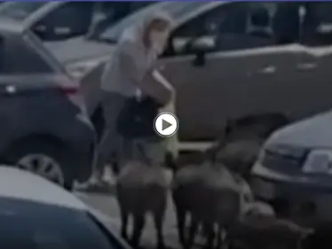 بالفيديو|| الخنازير البرية تخطط لسرقة امرأة وتحاصرها.. شاهد ردة فعلها - وكالة ستيب نيوز