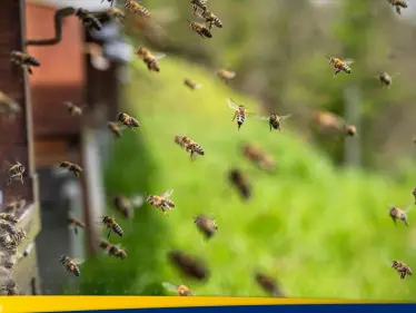 كارثة النحل.. أمريكا تحذر بعد هروب 250 مليون حشرة (فيديو) - وكالة ستيب نيوز