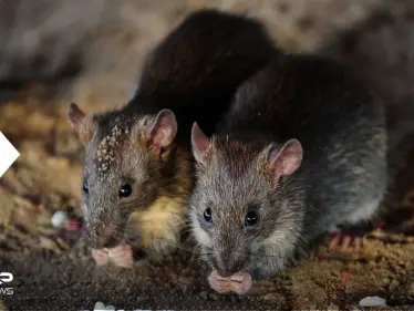 علماء يابانيون يكشفون عن ابتكار فئران من "أبوين بيولوجيين" وإمكانية تطبيقه على البشر - وكالة ستيب نيوز