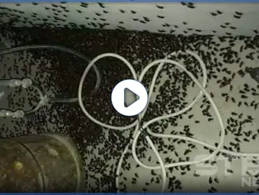 بالفيديو|| بعد اجتياح الملايين منها لمناطق لبنانية.. تعرف على فوائد الخنفساء السوداء - وكالة ستيب نيوز