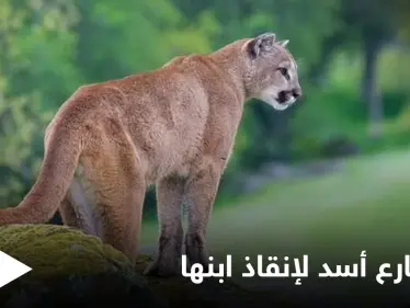 أم أمريكية شجاعة تقاتل أسداً جبلياً بيديها العاريتين بعد مشاهدته يجر ولدها الصغير - وكالة ستيب نيوز