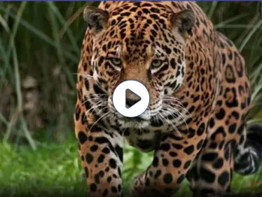 بالفيديو|| في نتيجة غير متوقعة... دجاجة تهزم نمر وتسقطه أرضاً على ظهره!! - وكالة ستيب نيوز