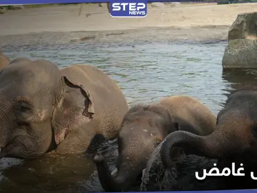 "بانتظار الفحوص المختبرية" مرض غامض يضرب في زيمبابوي.. إليك تفاصيله - وكالة ستيب نيوز