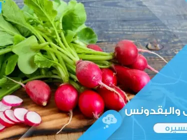 رؤية الفجل في المنام باختلاف ألوانه وأحواله ودلالة ذلك عند المعبرين - وكالة ستيب نيوز