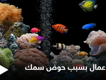 حوض أسماك الزينة يتسبب بمقتل عمال في الإمارات والسلطات تحقق في الحادثة - وكالة ستيب نيوز