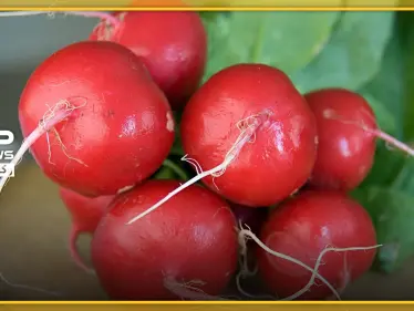 فوائد الفجل.. 8 علاجات هامّة بتناول الفجل أبرزها مكافحة الخلايا السرطانية - وكالة ستيب نيوز