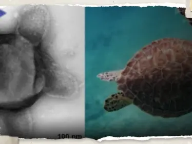 فيروسات ضخمة تُشبه السلحفاة ودودة تعاود نشاطها بعد سبات لـ 46 ألف عام - وكالة ستيب نيوز