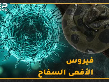 "كورونا" سلاح الأفاعي الجديد لقتل البشر.. هل حقاً فناء البشرية على يد الفيروسات التاجية!؟ - وكالة ستيب نيوز