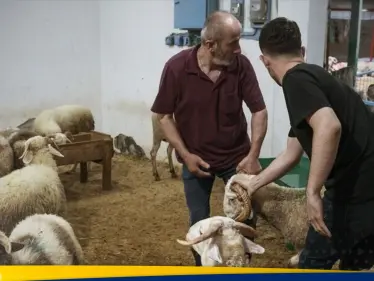 عيد الأضحى: عندما تخرج الأمور عن السيطرة.. تسجيل آلاف الإصابات في تركيا - وكالة ستيب نيوز