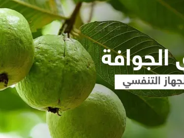 فوائد ورق الجوافة للجهاز التنفسي وعلاج أعراض الإنفلونزا إليك أهم المعلومات - وكالة ستيب نيوز