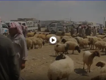 بالفيديو | انخفاض أسعار المواشي في البادية السورية مع انتعاش الأسواق قبل عيد الأضحى - وكالة ستيب نيوز