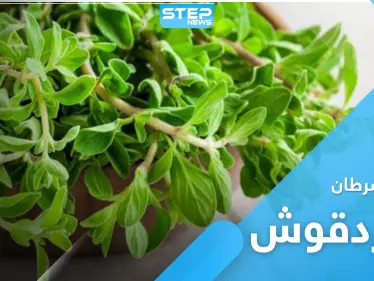 نبات البردقوش.. لعلاج السرطان وأمراض العصر الجديد - وكالة ستيب نيوز