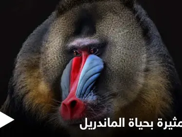 أسنانه تشير إلى جنسه وتحدد قدرته على الإنجاب.. حقائق غريبة في حياة "الماندريل" أكبر قرود العالم القديم الملونة - وكالة ستيب نيوز