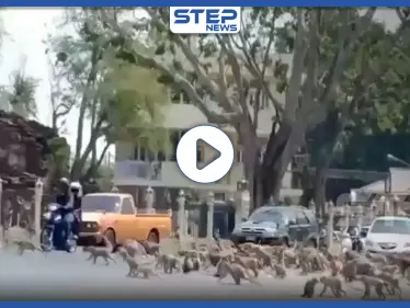 بالفيديو|| مشهد لا يصدق.. كورونا يدفع بمئات القرود الجائعة للصراع على حبة موز واحدة - وكالة ستيب نيوز