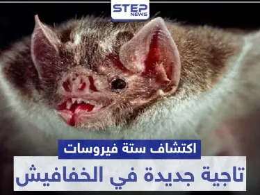 "غير كورونا" اكتشاف 6 فيروسات تاجية جديدة في الخفافيش.. تعرف عليها - وكالة ستيب نيوز