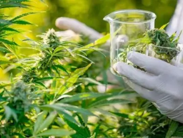 المغرب تقر قانوناً لتشريع زراعة "القنب الهندي" أحد أبرز أنواع المخدرات بشروط - وكالة ستيب نيوز