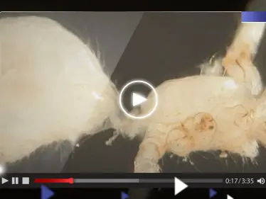 شاهد|| اكتشاف كائن غريب تحت الأرض بأقدام طويلة وجسد شاحب - وكالة ستيب نيوز