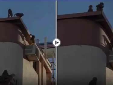 السعودية.. قرود البابون تغزو مخطط الملك فهد في الطائف مثيرة رعب السكان (فيديو) - وكالة ستيب نيوز