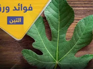 فوائد ورق التين لعلاج السكري والقلب وأعراضه الجانبية - وكالة ستيب نيوز