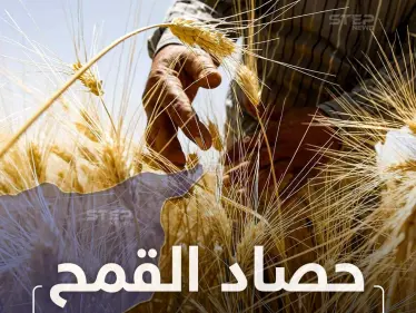 بدء موسم حصاد القمح بريف الكسوة جنوب دمشق - وكالة ستيب نيوز