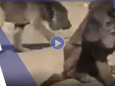 بالفيديو|| العثور على حيوان غريب مثير للدهشة في العراق يجمع بين الأسد والكلب - وكالة ستيب نيوز