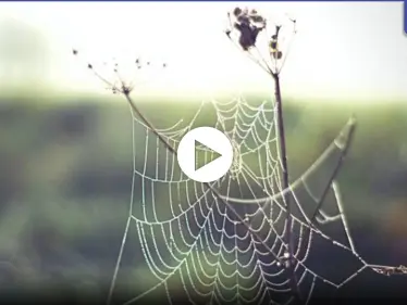 دراسة علمية تتوصل إلى ترجمة شبكة العنكبوت إلى ألحان موسيقية مرعبة تؤدي إلى التواصل مع العناكب - وكالة ستيب نيوز