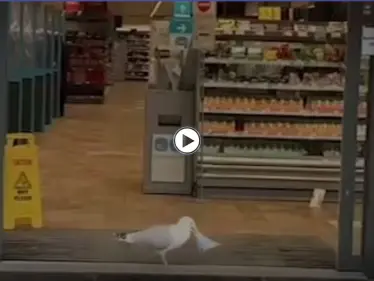 بالفيديو|| دخل بكل ثقة وسرق شطيرة.. عملية سطو ينفذها طائر النورس والعامل لا يستطيع إيقافه - وكالة ستيب نيوز