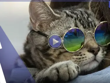 قطة تشعل الحرب بين دول العالم.. ما لا تعرفه عن لعبة "بوب كات" (فيديو وصور) - وكالة ستيب نيوز