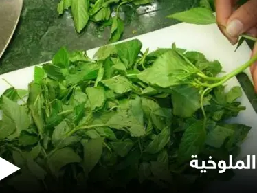 أوراق الملوخية.. فوائد ومحظورات صحية - وكالة ستيب نيوز